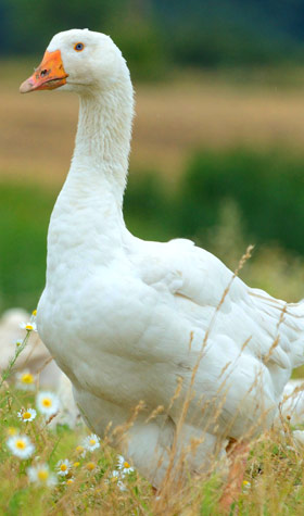 polish-goose1